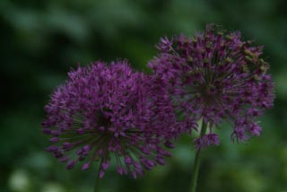 Allium 'Purple Sensation'  bestellen